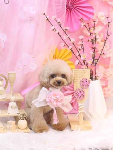 20250326ラブちゃん